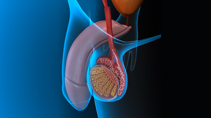 Capacitación espermática